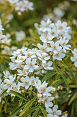 DODDINGTON PLACE, KENT: THE ROCKERY IN SPRING, APRIL, WHIE FLOWERS, BLOOMS OF CHOISYA TERNATA AZTEC PEARL, SHRUBS