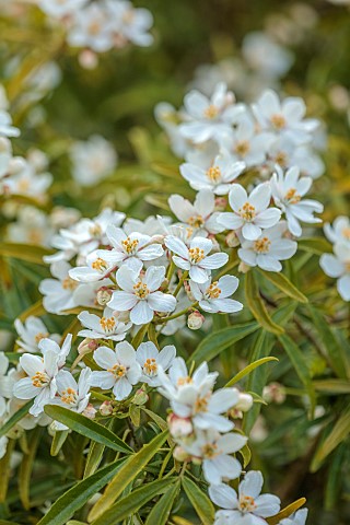 DODDINGTON_PLACE_KENT_THE_ROCKERY_IN_SPRING_APRIL_WHIE_FLOWERS_BLOOMS_OF_CHOISYA_TERNATA_AZTEC_PEARL