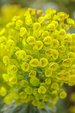 DODDINGTON_PLACE_KENT_SPRING_APRIL_YELLOW_GREEN_FLOWERS_OF_EUPHORBIA_CHARACIAS_WULFENII