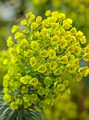 DODDINGTON PLACE, KENT: SPRING, APRIL, YELLOW, GREEN FLOWERS OF EUPHORBIA CHARACIAS WULFENII