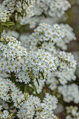 DODDINGTON PLACE, KENT: THE ROCKERY IN SPRING, APRIL, WHITE FLOWERS OF OLEARIA X SCILLONIENSIS, DAISY BUSH, EVERGREEN, SHRUBS