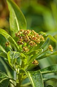 DODDINGTON PLACE, KENT: SPRING, APRIL, YELLOW, GREEN FLOWERS OF EUPHORBIA MELLIFERA, CANARY SPURGE, AGM, HONEY, SCENTED, FRAGRANT, SHRUBS