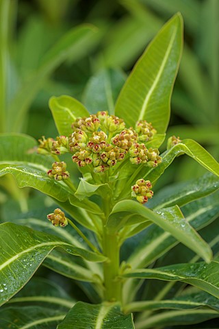 DODDINGTON_PLACE_KENT_SPRING_APRIL_YELLOW_GREEN_FLOWERS_OF_EUPHORBIA_MELLIFERA_CANARY_SPURGE_AGM_HON