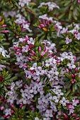 DODDINGTON PLACE, KENT: SPRING, APRIL, PALE PINK FLOWERS, BLOOMS OF DAPHNE X LATYMERI SPRING SONNET, SCENTED, FRAGRANT, SHRUBS