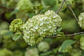 DODDINGTON PLACE, KENT: SPRING, APRIL, CREAM, GREEN FLOWERS OF VIBURNUM PLICATUM GRANDIFLORUM, SHRUBS