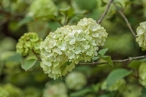 DODDINGTON_PLACE_KENT_SPRING_APRIL_CREAM_GREEN_FLOWERS_OF_VIBURNUM_PLICATUM_GRANDIFLORUM_SHRUBS