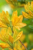 DODDINGTON PLACE, KENT: SPRING, APRIL, YELLOW, ORANGE, FLOWERS OF AZALEA, SCENTED, FRAGRANT, SHRUBS