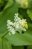 DODDINGTON PLACE, KENT: SPRING, APRIL, YELLOW, WHITE, CREAM, FLOWERS, BLOOMS OF SMILACINA RACEMOSA, SHADE, SHADY, PERENNIALS