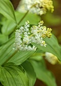 DODDINGTON PLACE, KENT: SPRING, APRIL, YELLOW, WHITE, CREAM, FLOWERS, BLOOMS OF SMILACINA RACEMOSA, SHADE, SHADY, PERENNIALS