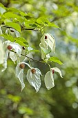 DODDINGTON PLACE, KENT: WHITE BRACTS OF THE HANDKERCHIEF TREE, DAVIDIA INVOLUCRATA VAR. VILMORINIANA, DECIDUOUS, TREES, SPRING, APRIL