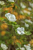DODDINGTON PLACE, KENT: SPRING, APRIL, WHITE, CREAM, BRACTS OF CORNUS EDDIES WHITE WONDER, SHRUBS, TREES