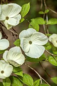 DODDINGTON PLACE, KENT: SPRING, APRIL, WHITE, CREAM, BRACTS OF CORNUS EDDIES WHITE WONDER, SHRUBS, TREES