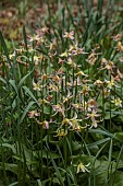 DODDINGTON PLACE, KENT: SPRING, APRIL, YELLOW, PINK FLOWERS OF ERYTHRONIUM PURPURASCENS, BULBS