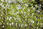 DODDINGTON PLACE, KENT: WHITE BRACTS OF THE HANDKERCHIEF TREE, DAVIDIA INVOLUCRATA VAR. VILMORINIANA, DECIDUOUS, TREES, SPRING, APRIL