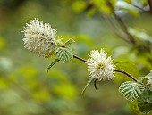 DODDINGTON PLACE, KENT: WHITE, CREAM FLOWERS OF FOTHERGILLA MAJOR, SPRING, APRIL, BLOOMS, FEATHERY, SHRUBS, SCENTED, FRAGRANT