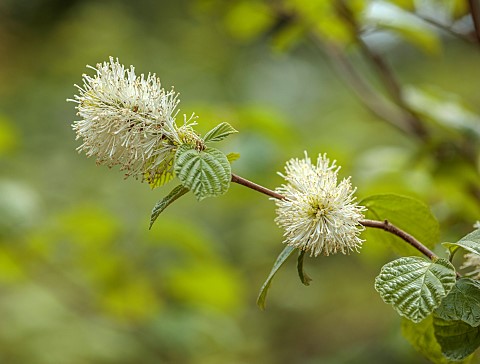 DODDINGTON_PLACE_KENT_WHITE_CREAM_FLOWERS_OF_FOTHERGILLA_MAJOR_SPRING_APRIL_BLOOMS_FEATHERY_SHRUBS_S