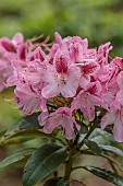 DODDINGTON PLACE, KENT: PINK FLOWERS, BLOOMS OF RHODODENDRON, SPRING, APRIL, SHRUBS