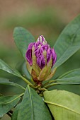 DODDINGTON PLACE, KENT: EMERGING BUDS, PURPLE FLOWERS, BLOOMS OF RHODODENDRON BLAUE JUNGS, SPRING, APRIL