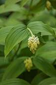 DODDINGTON PLACE, KENT: WHITE, YELLOW, CREAM FLOWERS OF MAIANTHEMUM RACEMOSUM SYN. SMILACINA RACEMOSA
