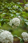 DODDINGTON PLACE, KENT: WHITE, CREAM FLOWERS OF VIBURNUM PLICATUM GRANDIFLORUM, SPRING, APRIL, BLOOMS, SHRUBS, SCENTED, FRAGRANT