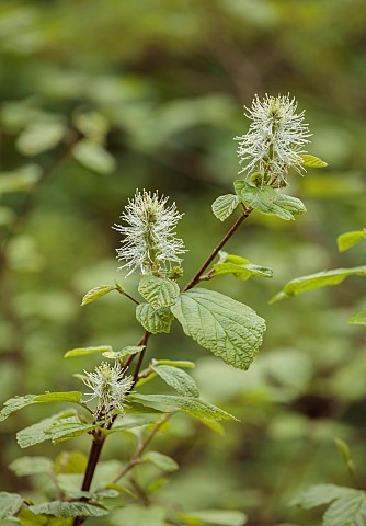 DODDINGTON_PLACE_KENT_WHITE_CREAM_FLOWERS_OF_FOTHERGILLA_MAJOR_SPRING_APRIL_BLOOMS_FEATHERY_SHRUBS_S