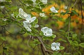DODDINGTON PLACE, KENT: SPRING, APRIL, WHITE, CREAM, BRACTS OF CORNUS EDDIES WHITE WONDER, SHRUBS, TREES