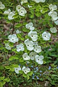 DODDINGTON PLACE, KENT: SPRING, APRIL, WHITE, CREAM, BRACTS OF CORNUS EDDIES WHITE WONDER, SHRUBS, TREES