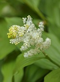 DODDINGTON PLACE, KENT: SPRING, APRIL, YELLOW, WHITE, CREAM, FLOWERS, BLOOMS OF SMILACINA RACEMOSA, SHADE, SHADY, PERENNIALS