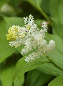 DODDINGTON PLACE, KENT: SPRING, APRIL, YELLOW, WHITE, CREAM, FLOWERS, BLOOMS OF SMILACINA RACEMOSA, SHADE, SHADY, PERENNIALS