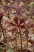 DODDINGTON PLACE, KENT: SPRING, APRIL, BROWN LEAVES, FOLIAGE OF RODGERSIA PODOPHYLLA, PERENNIALS