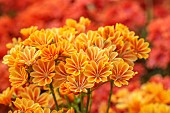 SPRING, APRIL, ORANGE FLOWERS, BLOOMS OF LEWISIA COTYLEDON ASHWOOD STRAIN ORANGE SHADES