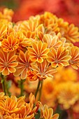SPRING, APRIL, ORANGE FLOWERS, BLOOMS OF LEWISIA COTYLEDON ASHWOOD STRAIN ORANGE SHADES