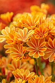 SPRING, APRIL, ORANGE FLOWERS, BLOOMS OF LEWISIA COTYLEDON ASHWOOD STRAIN ORANGE SHADES