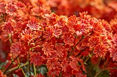 SPRING, APRIL, ORANGE FLOWERS, BLOOMS OF LEWISIA COTYLEDON ASHWOOD STRAIN ORANGE SHADES
