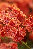 SPRING, APRIL, ORANGE FLOWERS, BLOOMS OF LEWISIA COTYLEDON ASHWOOD STRAIN ORANGE SHADES