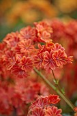 SPRING, APRIL, ORANGE FLOWERS, BLOOMS OF LEWISIA COTYLEDON ASHWOOD STRAIN ORANGE SHADES