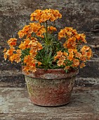 SPRING, APRIL, TERRACOTTA CONTAINER WITH ORANGE FLOWERS, BLOOMS OF LEWISIA COTYLEDON ASHWOOD STRAIN ORANGE SHADES