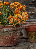 SPRING, APRIL, TERRACOTTA CONTAINER WITH ORANGE FLOWERS, BLOOMS OF LEWISIA COTYLEDON ASHWOOD STRAIN ORANGE SHADES
