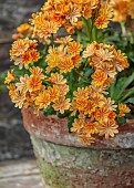 SPRING, APRIL, TERRACOTTA CONTAINER WITH ORANGE FLOWERS, BLOOMS OF LEWISIA COTYLEDON ASHWOOD STRAIN ORANGE SHADES