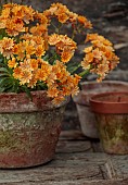 SPRING, APRIL, TERRACOTTA CONTAINER WITH ORANGE FLOWERS, BLOOMS OF LEWISIA COTYLEDON ASHWOOD STRAIN ORANGE SHADES