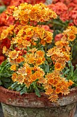 SPRING, APRIL, TERRACOTTA CONTAINER WITH ORANGE FLOWERS, BLOOMS OF LEWISIA COTYLEDON ASHWOOD STRAIN ORANGE SHADES