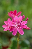 SPRING, APRIL, PINK FLOWERS OF LEWISIA COTYLEDON JOHNS SPECIAL