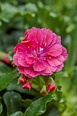SPRING, APRIL, PINK, MAGENTA FLOWERS, BLOOMS OF LEWISIA COTYLEDON SEMI DOUBLE MAGENTA