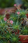 SPRING, APRIL, PINK FLOWERS, BLOOMS OF LEWISIA COLUMBIANA SUBSP. WALLOWENSIS X L GEORGE HENLEY