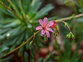 SPRING, APRIL, PINK FLOWERS, BLOOMS OF LEWISIA COLUMBIANA SUBSP. WALLOWENSIS X L GEORGE HENLEY