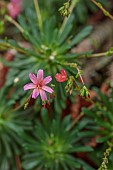 SPRING, APRIL, PINK FLOWERS, BLOOMS OF LEWISIA COLUMBIANA SUBSP. WALLOWENSIS X L GEORGE HENLEY