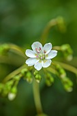 SPRING, APRIL, WHITE FLOWERS, BLOOMS OF LEWISIA LEEANA ALBA