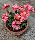 SPRING, APRIL, TERRACOTTA CONTAINER PLANTED WITH LEWISIA COTYLEDON SEMI-DOUBLE APRICOT