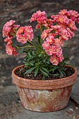 SPRING, APRIL, TERRACOTTA CONTAINER PLANTED WITH LEWISIA COTYLEDON SEMI-DOUBLE APRICOT