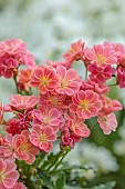 SPRING, APRIL, APRICOT, PINK FLOWERS, BLOOMS OF LEWISIA COTYLEDON SEMI-DOUBLE APRICOT